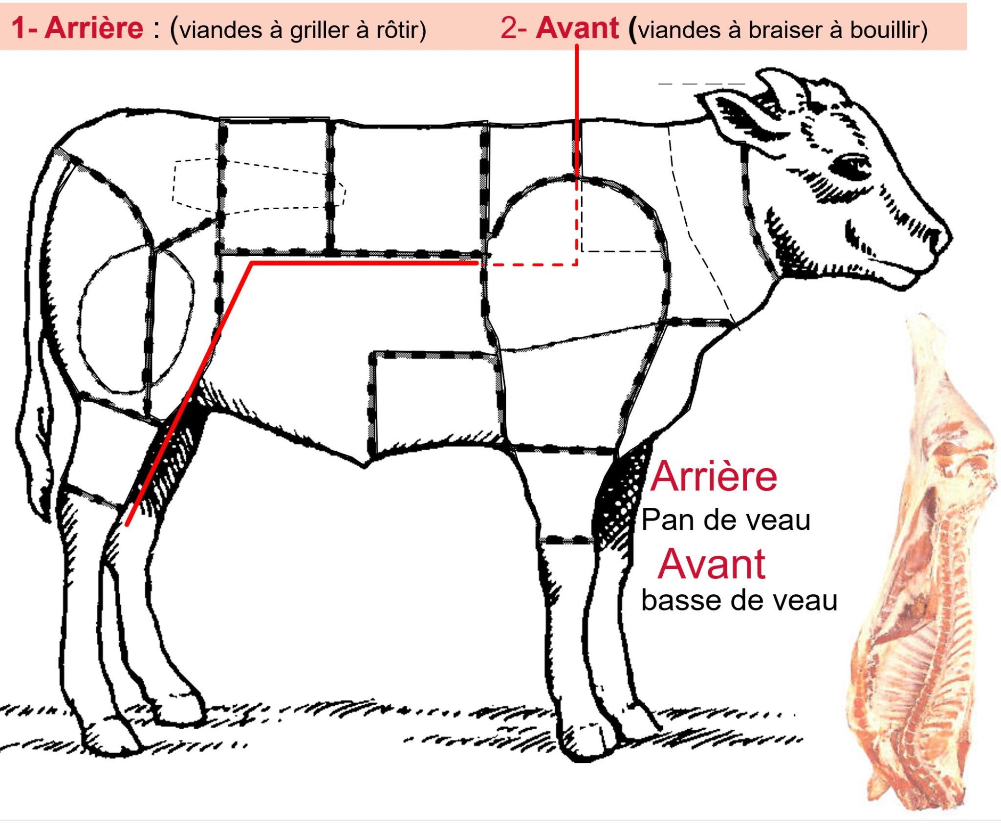 Le Veau Ses Caract Ristiques Et Ses D Coupes Cuisine Passion